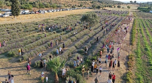 Didim Lavanta Festivali İçin Gün Sayıyor