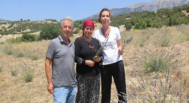Antalya Büyükşehir çorak toprakları lavanta ile buluşturdu