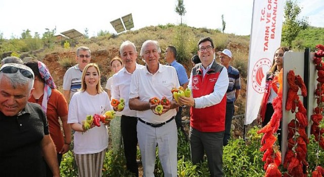 Lavanta Bahçelerinde Hasat Coşkusu