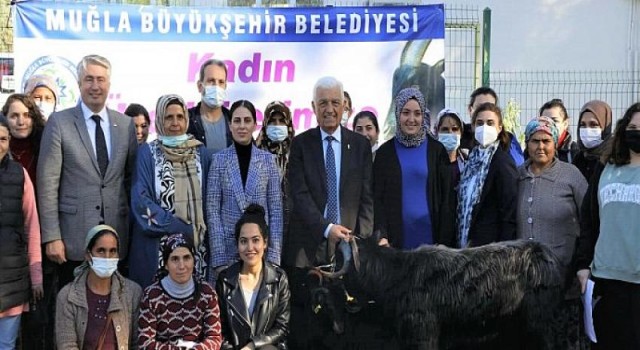 Muğla Büyükşehir Belediyesi Yatağan’da Kıl Keçisi Dağıtıyor