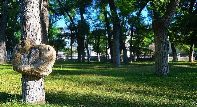 Lüleburgaz'da 170 ağaç kesilmekten kurtuldu!