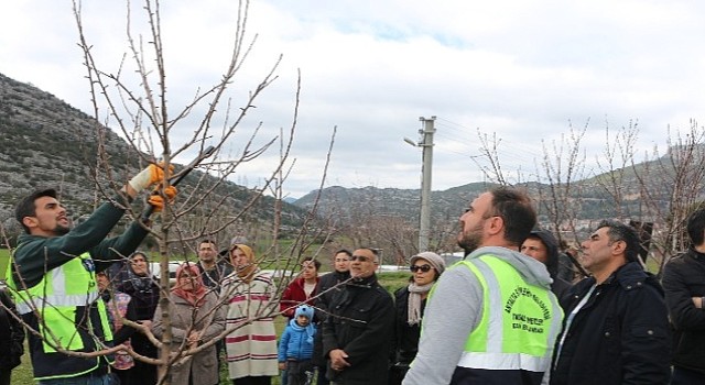 Akseki ve Demre'de budama ve aşılama eğitimi verildi