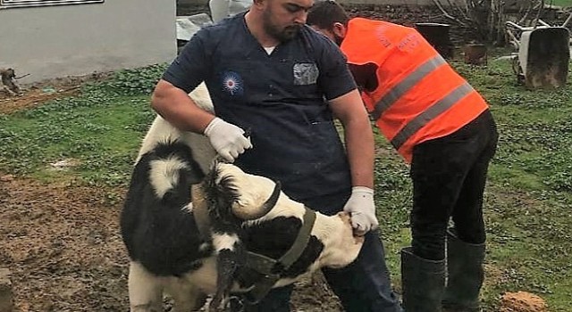 Antalya Büyükşehir Belediyesi'nden Gaziantep'te veterinerlik hizmeti
