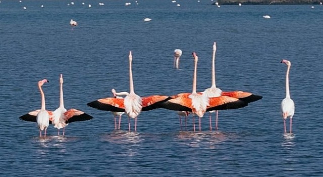 Gediz Deltası'nda kuş gözlem yürüyüşü