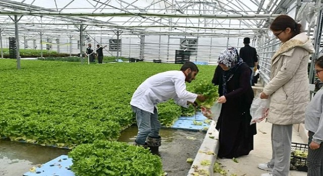 Jeotermal Seranın İlk Ürünleri Haymanalılara