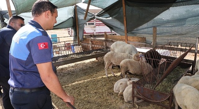 Menderes'te Kurban Denetimi