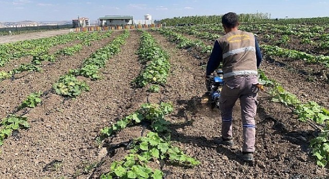 Keçiören belediyesi bostanında hasat başladı