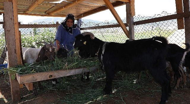 Kıl Keçisi Projesi için Son Başvuru 15 Eylül'e Uzatıldı