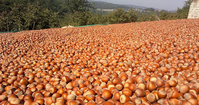 Fındık alım fiyatları açıklandı!