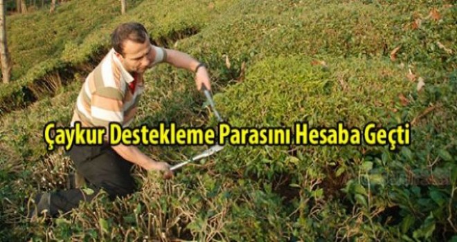 Yaş çay budama bedeli üretici hesaplarına aktarıldı