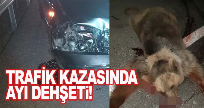 Trafik Kazasında Ayı Dehşeti