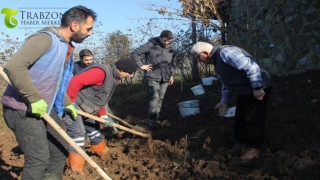 7 Bin fındık Fidanı Tek Gövdeli Dikildi