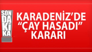 Karadeniz'de 4 valilikten çay hasadı tedbirleri
