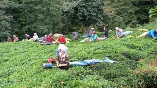 Çay hasadında 44 maddelik acil eylem planı