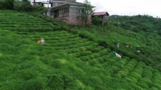 Sokağa çıkma yasağından muaf çay üreticileri bahçede