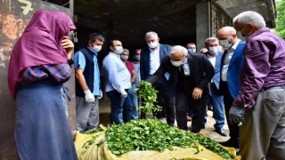 Trabzon'da çay sezonu açıldı!