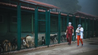 Trabzon'da hayvanları aşılatın çağrısı