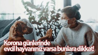 Korona günlerinde evcil hayvanınız varsa bunlara dikkat!
