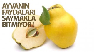 Ayvanın faydaları saymakla bitmiyor!