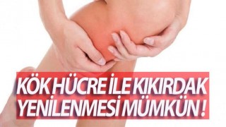 Kök hücre ile kıkırdak yenilenmesi mümkün!