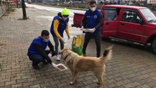 Pazar’da Sokağa Çıkma Kısıtlamasında Sokak Hayvanları Unutulmadı