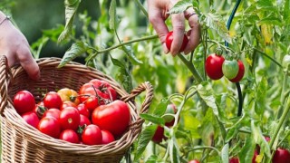2020’de 608 milyon dolarlık domates ve mamulleri ihracatı yapıldı
