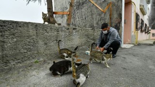 Minik kedi yavrusu yeni annesine kavuştu!