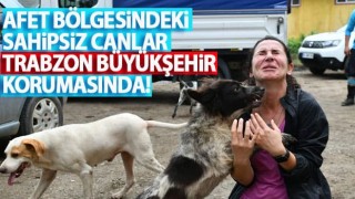 Afet Bölgesindeki Sahipsiz Canlar Büyükşehir Korumasında