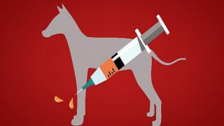 Boehringer Ingelheim Türkiye, Dünya Kuduz Günü’nde aşı farkındalığına dikkat çekti
