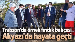 Trabzon'da örnek fındık bahçesi Akyazı'da hayata geçti
