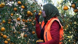 Bodrum Mandalinası Migros’un Desteği İle Tüm Türkiye’de
