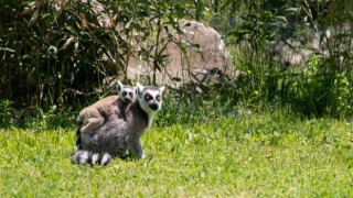 Yavru lemur, Ormanya ailesine katıldı