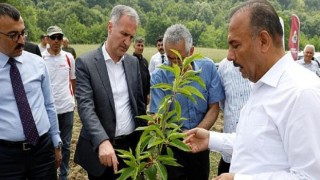 Kestane Yeniden Eski Günlerine Dönecek