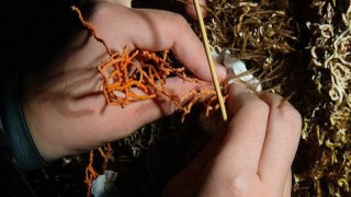 Penti ve Deniz Yaşamını Koruma Derneği İla Mercanlar Koruma Altında