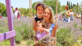 Seferihisar’da lavanta ve ekinezya hasadı şenlikle kutlanacak