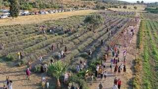 Didim Lavanta Festivali İçin Gün Sayıyor