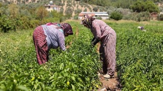 Buca’da üreticinin ilk hasat coşkusu