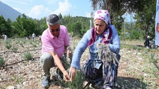 Kemer’de İlk Defa Lavanta Hasadı Yapıldı