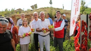 Lavanta Bahçelerinde Hasat Coşkusu