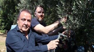 Başkan Böcek: Her ne olursa olsun her bir zeytin ağacımıza sahip çıkmaya devam edeceğiz