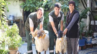 Aydın Büyükşehir Belediyesi Çine Çaparı ve Sakız Koçu Dağıtımına Devam Ediyor