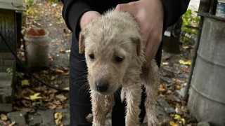 Dereye düşen yavru köpeği Büyükşehir İtfaiyesi kurtardı