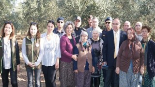 Foça’da Zeytin Hasadı Şenlikle Başladı
