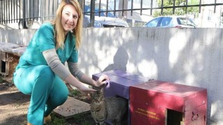 Bayraklı Belediyesinden sokak kedilerine sıcak yuva