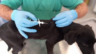 İzmir'de 32 bin sokak köpeğine mikroçip takıldı