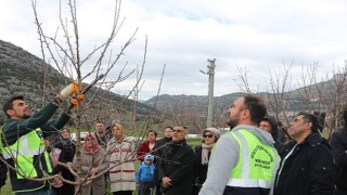 Akseki ve Demre'de budama ve aşılama eğitimi verildi