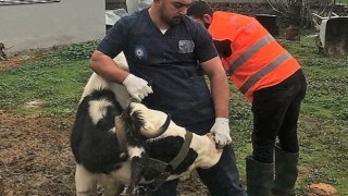 Antalya Büyükşehir Belediyesi'nden Gaziantep'te veterinerlik hizmeti