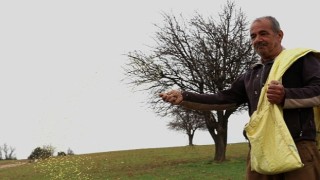 Ata tohumu desteği ile ekilemeyen alanlar tarıma kazandırılıyor