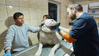 Depremzede köpek İzmir'de yaşayacak