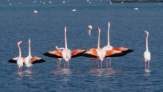 Gediz Deltası'nda kuş gözlem yürüyüşü